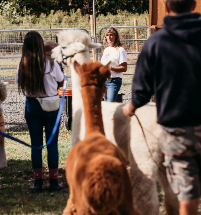Alpaca Ridge Farm's Barn Tour in Stirling, Ontario 