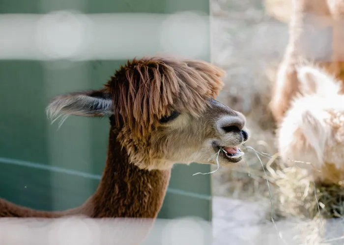 Photo of an alpaca eating hay