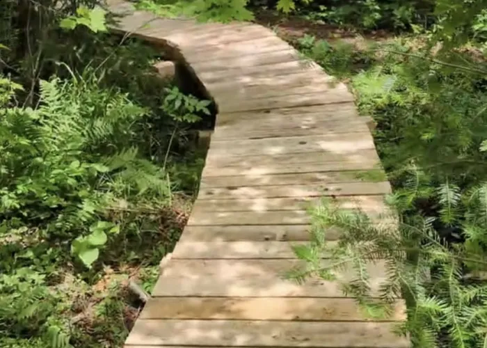 Boardwalk through trees