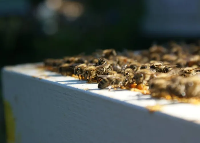 close up of tens of bees on a white surface